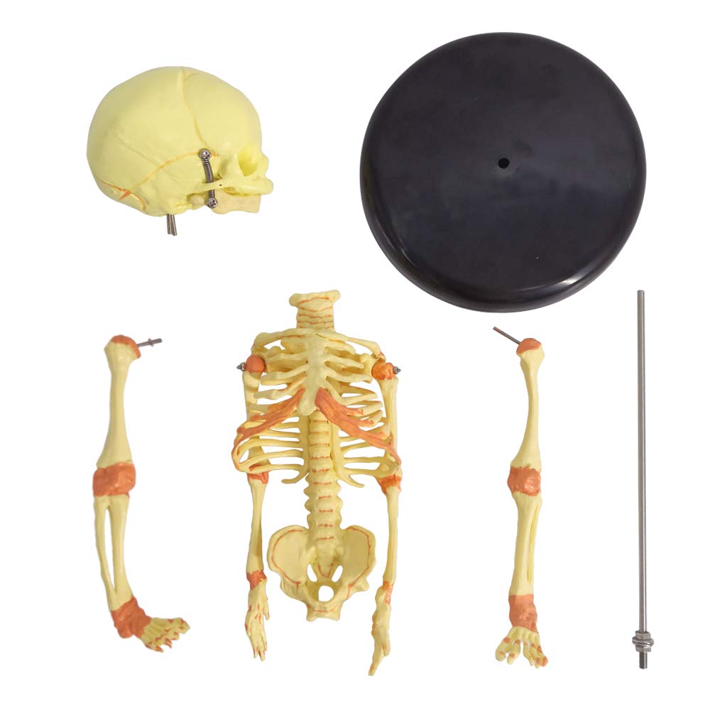 Amazon.com: EVOTECH SCIENTIFIC Human Fetus Skeleton, Single Head